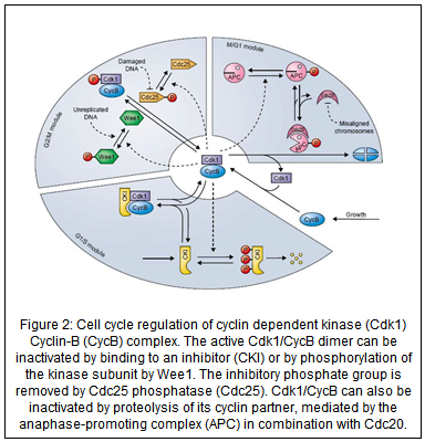 Cell Cycle — OCISB